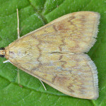 polilla