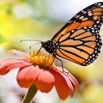 mariposa