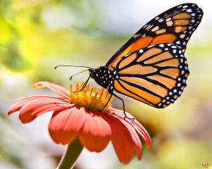 mariposa