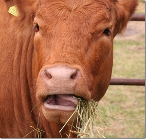 vaca