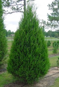 cedar