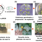 mani transgénico protocolo