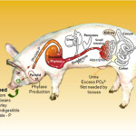 enviropig