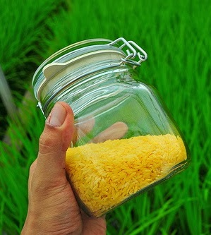 arroz dorado