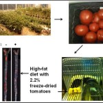 tomato1