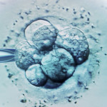 23_embryo_g_w